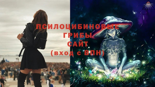 гашик Алексин